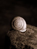 Andrew > Shadows on a Shell